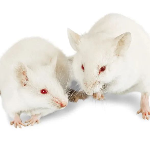 尾静脉采血标准实验操作