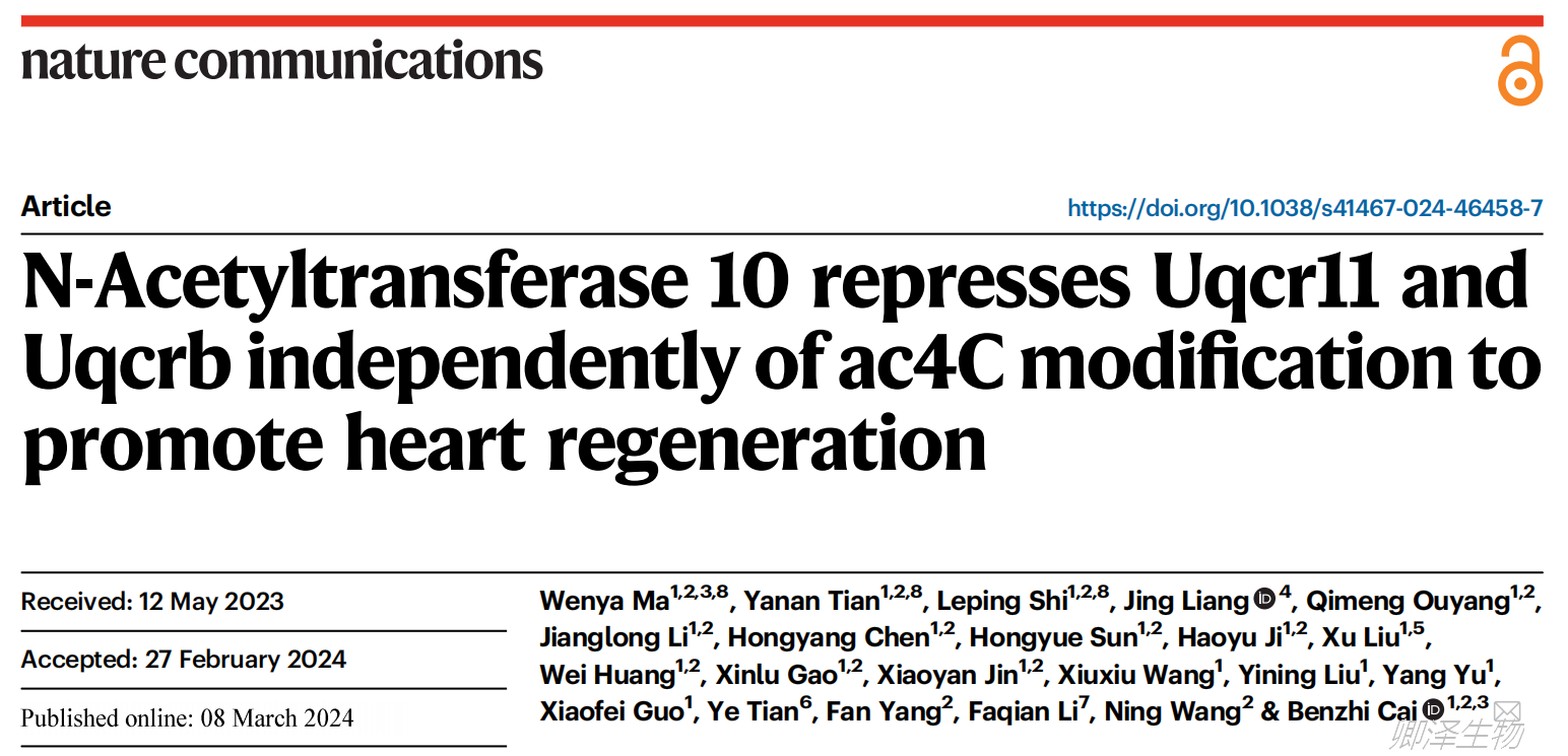 Nat Commun. | 翻译组学技术助力揭示Nat10在心脏再生中的关键作用