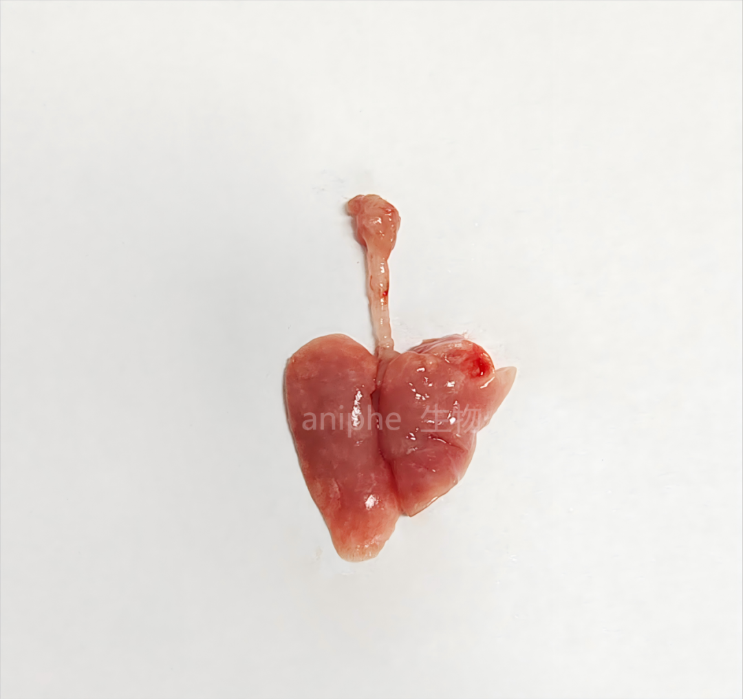 肺纤维化PF模型构建方法，一图读懂小鼠CT影像变化！_江苏艾菱菲生物科技有限公司