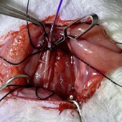 兔激素性股骨头坏死模型