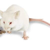 急性肝衰竭模型