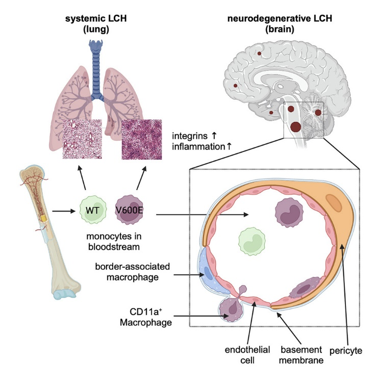 全光谱分析分选携手，追踪组织细胞增生-神经退行性疾病罪魁祸首