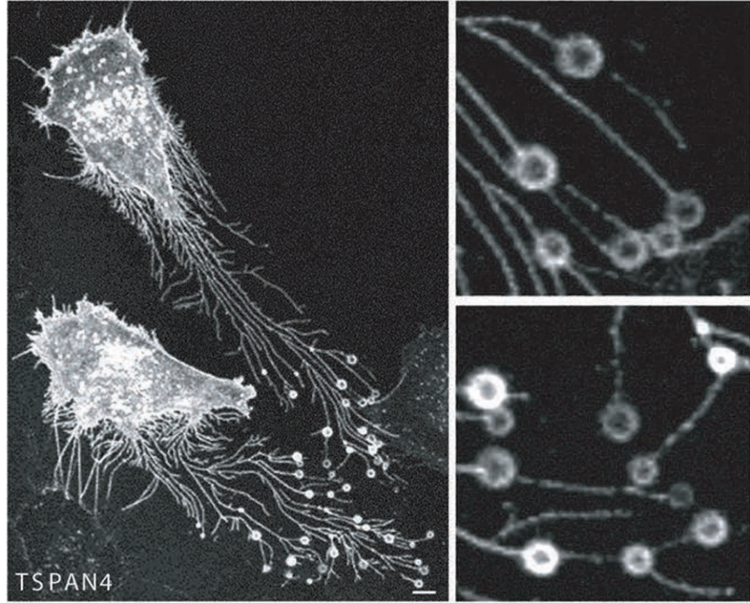 清华大学俞立团队发现迁移体在凝血机制中的重要作用，Amnis®成像流式细胞术是揭示迁移体奥秘的尖端利器