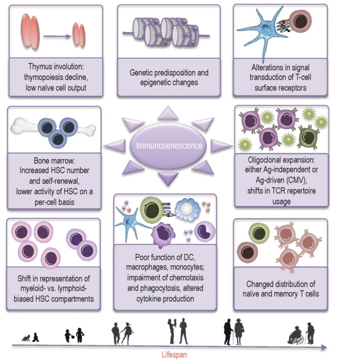 Big Panel Theory系列之——量化人体免疫细胞的“老龄化”
