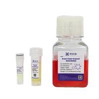 骆华  LH2303-BC-100/LH2303-BC-500  乳腺癌类器官培养基试剂盒