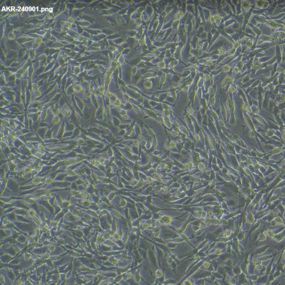 小鼠肝实质细胞AML12/GFP(带绿色荧光)