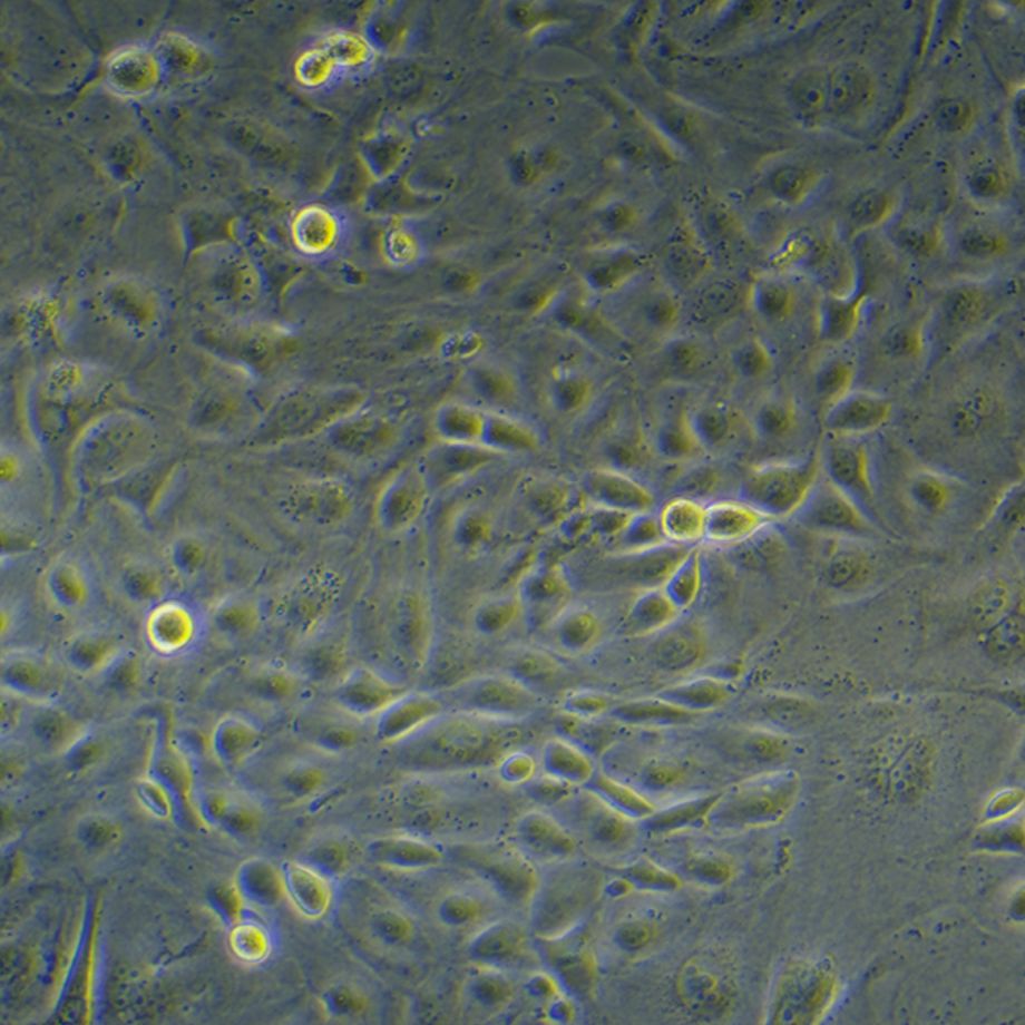 小鼠肝实质细胞AML12/GFP(带绿色荧光)