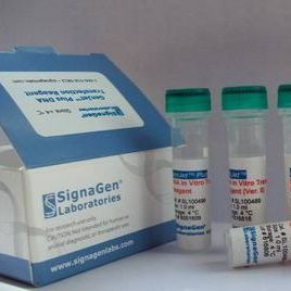 GenMute™体外siRNA转染试剂