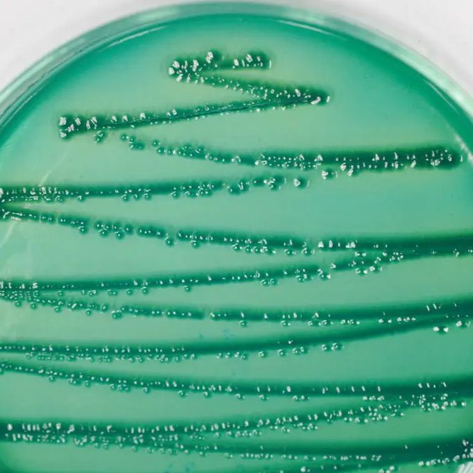 菌种鉴定技术服务