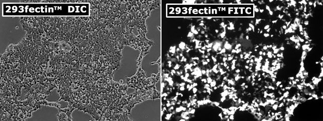 LipoD293™体外DNA转染试剂升级版
