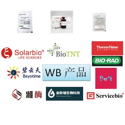 1.5M Tris•HCl (PH8.8) 货号：A20120A0203,规格：100ml