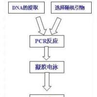 随机扩增多态性DNA（RAPD）技术服务