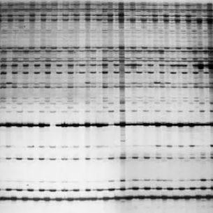 甲基化敏感扩增多态性（MSAP）技术服务