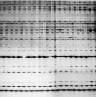 甲基化敏感扩增多态性（MSAP）技术服务