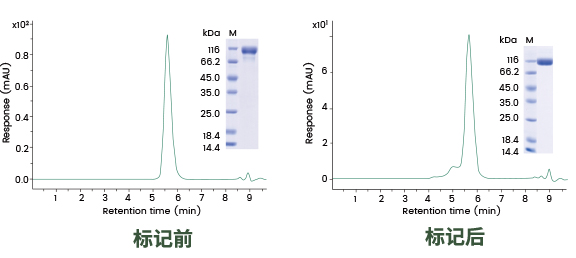 定点荧光标记蛋白：轻松搞定CAR-T阳性率检测