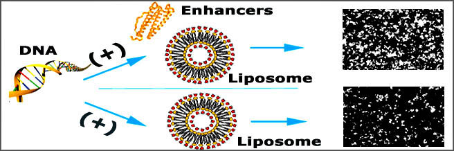 LipoD293™体外DNA转染试剂升级版