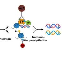染色质免疫沉淀技术(ChIP)