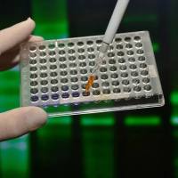 CRISPR/Cas9基因敲除细胞株