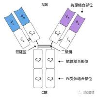 抗体分子基本结构简介