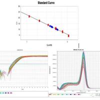 实时荧光定量PCR技术