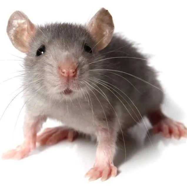 大鼠糖尿病溃疡模型