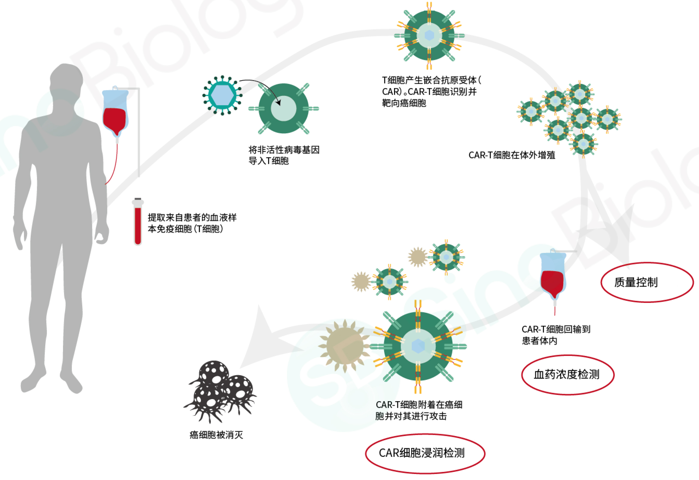 定点荧光标记蛋白：轻松搞定CAR-T阳性率检测