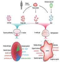 类器官 器官芯片 技术服务
