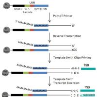 10×Genomics单细胞转录组测序技术