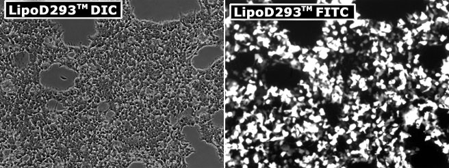 LipoD293™体外DNA转染试剂升级版