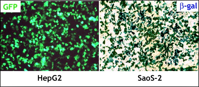 LipoD293™体外DNA转染试剂升级版