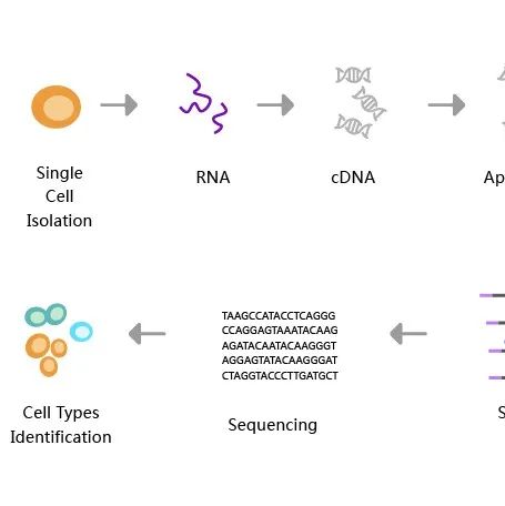 单细胞转录组测序