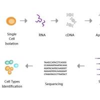 单细胞转录组测序