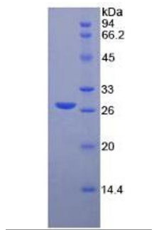 antibodies-online-MMP2 ELISA Kit促销中