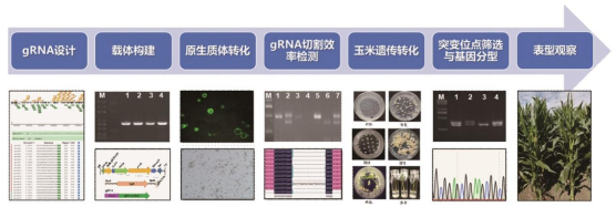 干货│基因编辑探秘系列之在动植物育种领域的应用
