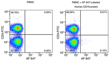 定点荧光标记蛋白：轻松搞定CAR-T阳性率检测