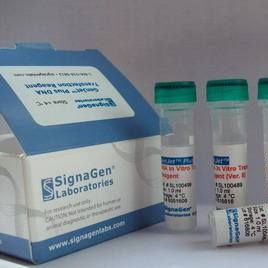 LipoD293™体外DNA转染试剂升级版