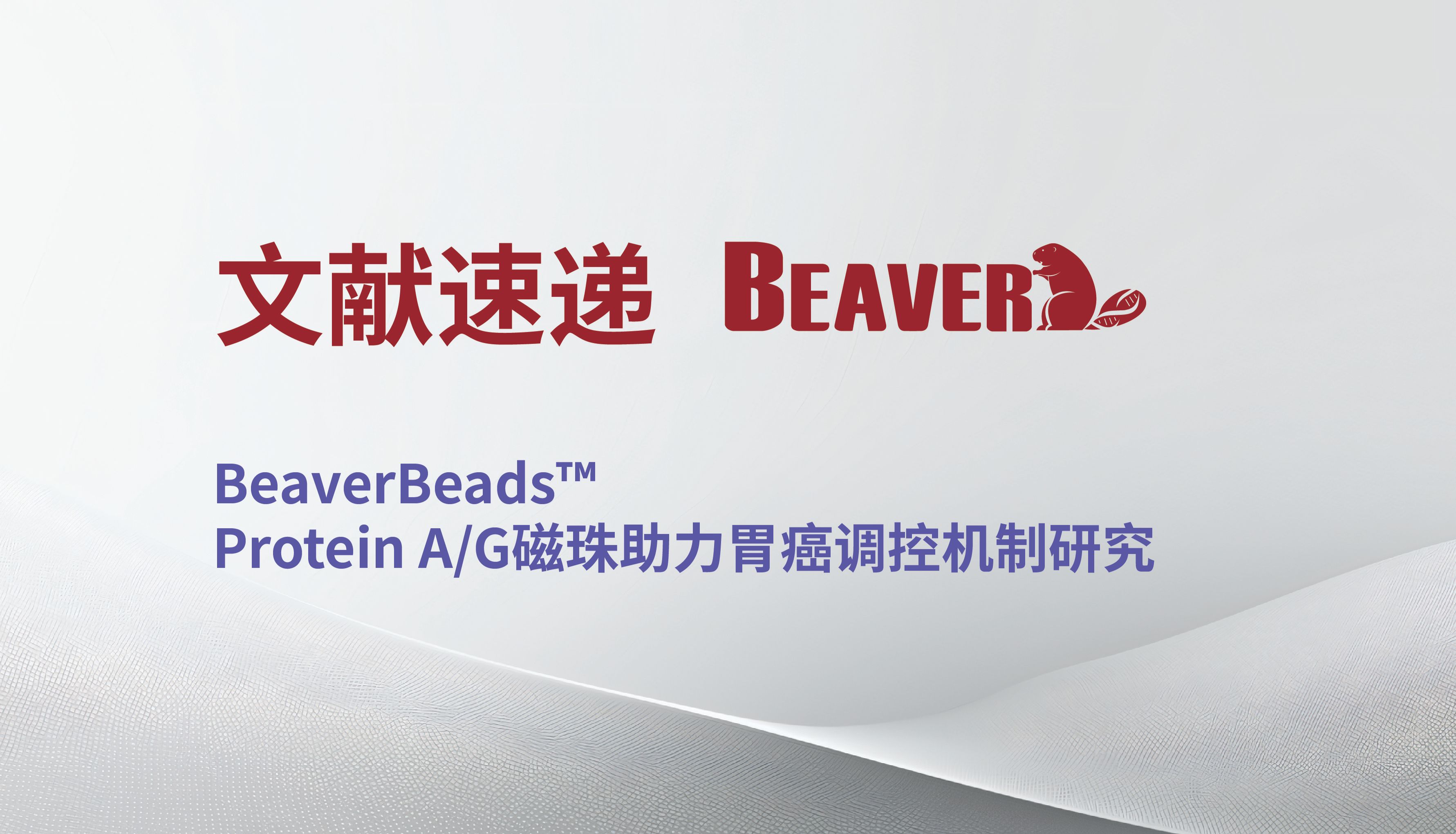 BeaverBeads™ Protein A/G磁珠助力胃癌调控机制研究