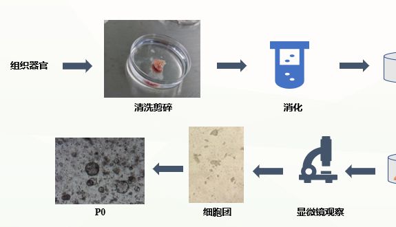 人正常皮肤类器官培养攻略