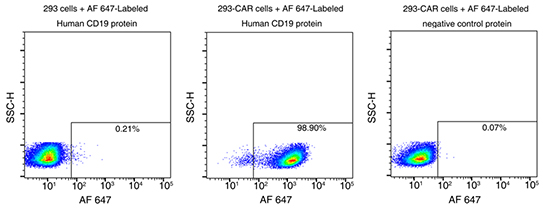 定点荧光标记蛋白：轻松搞定CAR-T阳性率检测