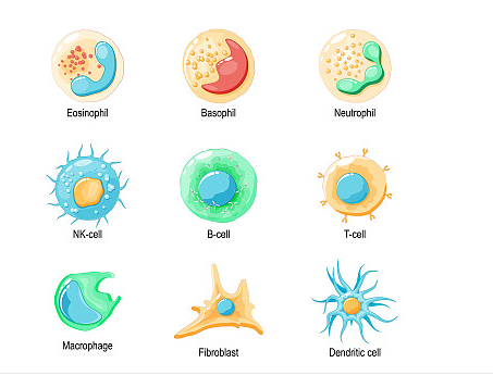  促炎细胞因子和抗炎细胞因子之间的平衡