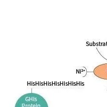 His标签纯化常见问题解析