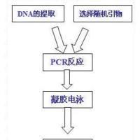 相关序列扩增多态性（SRAP）技术