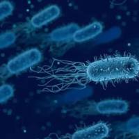 基因编辑工程菌