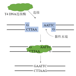 新闻 | 重磅！成功进化出兼具高热稳定、高建库产量、低接头自连的T4 DNA连接酶突变体