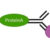 免疫共沉淀（CO-IP）技术