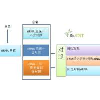 FAM标记阴性对照siRNA