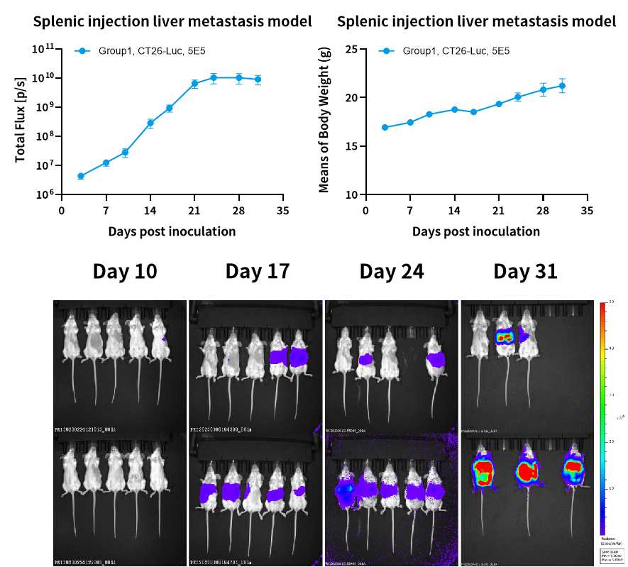 常用小鼠转移瘤模型，帮你整理好了！
