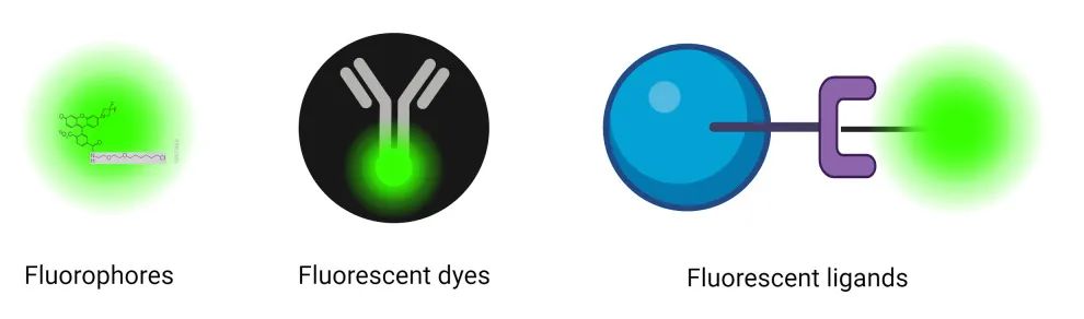 细胞成像 | 荧光染料/配基的选择策略详解