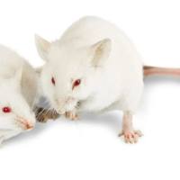 大鼠内脏疼痛模型