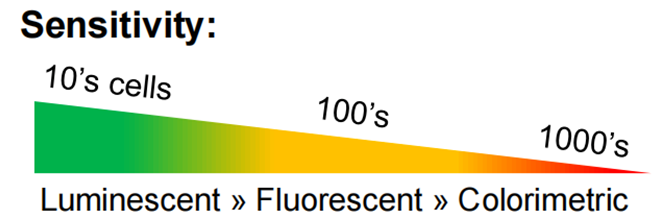 3D肝脏模型的药物代谢及功能表征工具